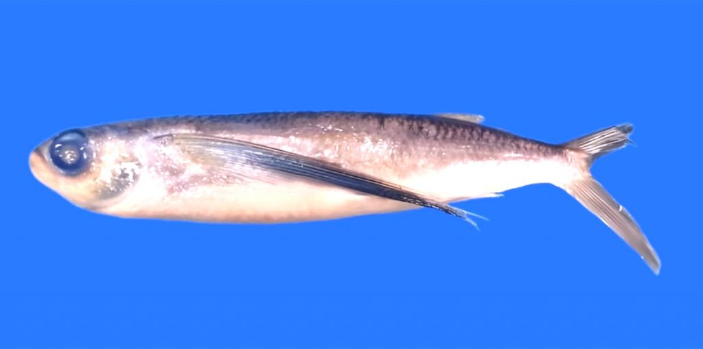 New species of flying fish discovered in Indian Ocean