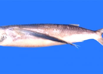 New species of flying fish discovered in Indian Ocean