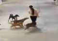 Watch viral video: Woman viciously attacked by pack of dogs; CCTV captures this! 