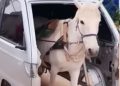 Horse van