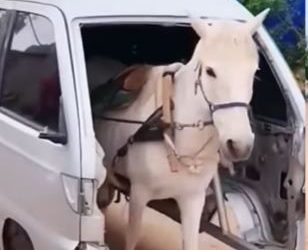 Horse van