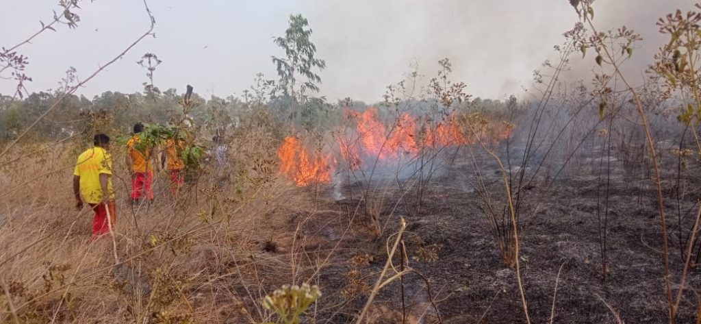 Wildfire razes Mitrabhanu forest in Keonjhar district