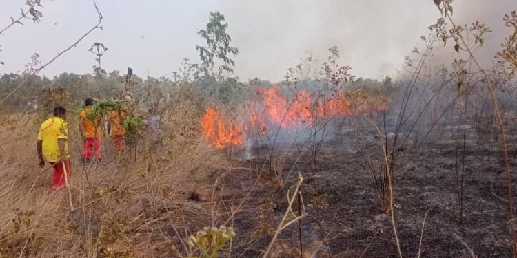 Wildfire razes Mitrabhanu forest in Keonjhar district