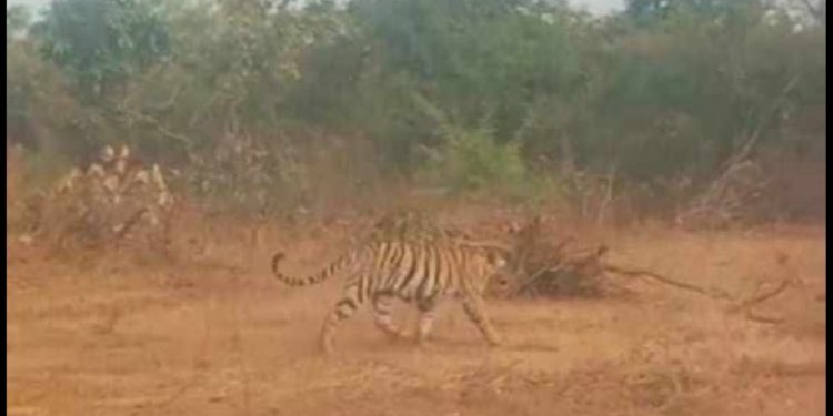 Bengal Tiger