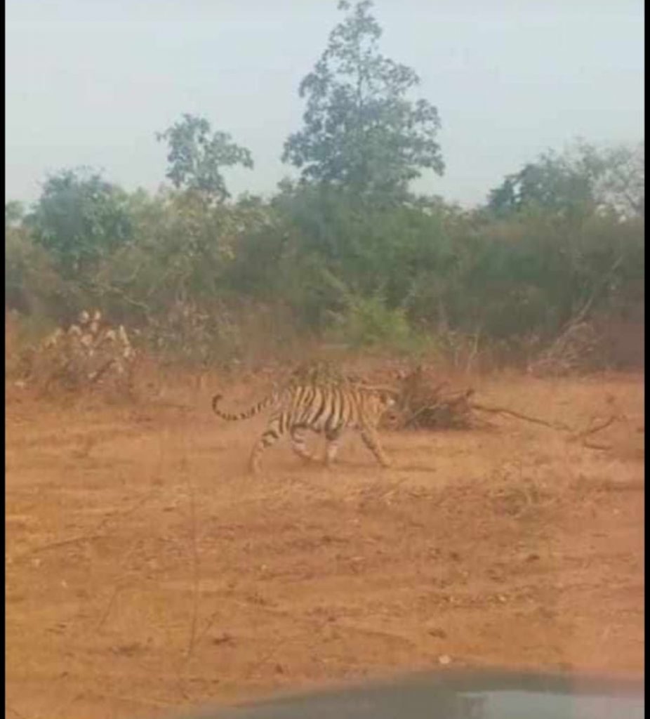 Bengal Tiger