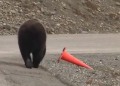 Bear on a mission: What it did with traffic cone will shock you! Watch