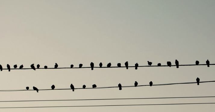 Birds sit on high-voltage wires without a shock