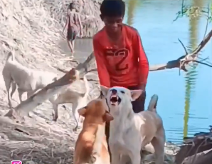 Watch viral video: Dogs were just barking, until this boy played referee!