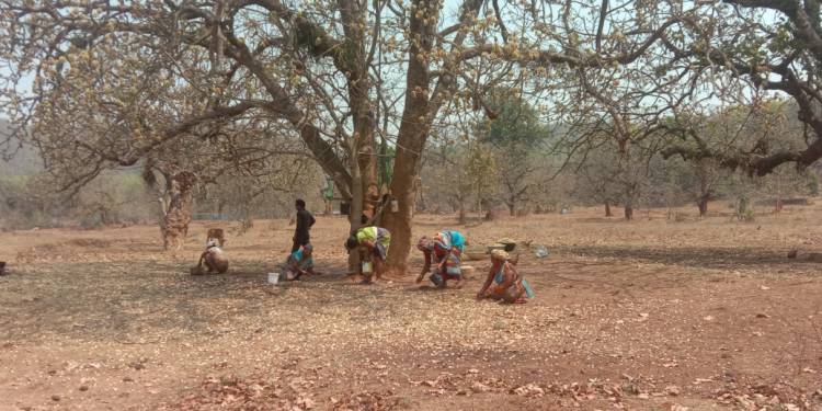 Tribals Mahua