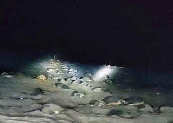 Olive Ridley turtles commence mass nesting at Gahirmatha beach in Odisha