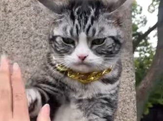 Temple cat