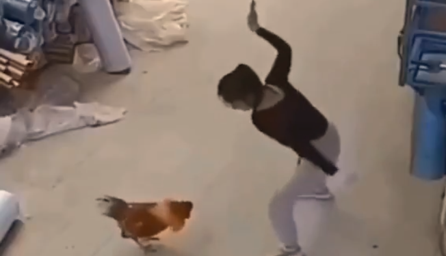 Viral video_Chicken gets schooled