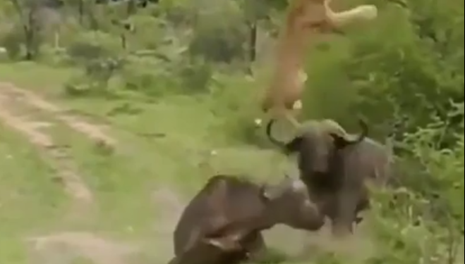 Wildlife viral video