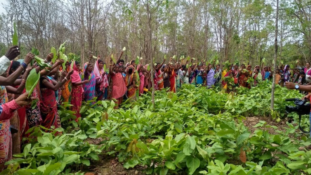 International Day of Forests