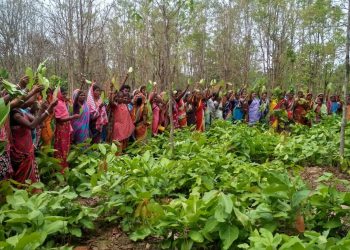 International Day of Forests