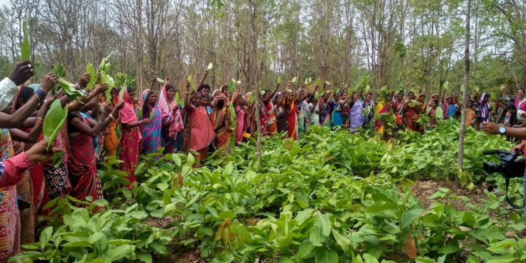 International Day of Forests