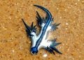 Blue dragons swarm Puri coast