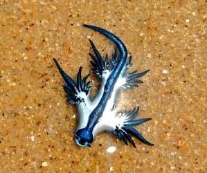 Blue dragons swarm Puri coast