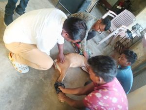 This wild creature mauled by dog in Odisha village!