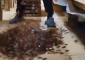 Watch viral clip: Women’s worst fear come true as six-legged creatures swarm out of boxes