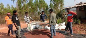 Finger millet