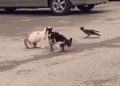 Viral video
