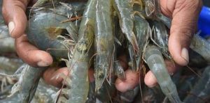 Shrimps Exports